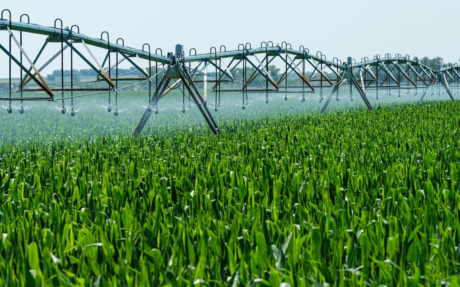 A centre-pivot irrigation system watering rows of maize.