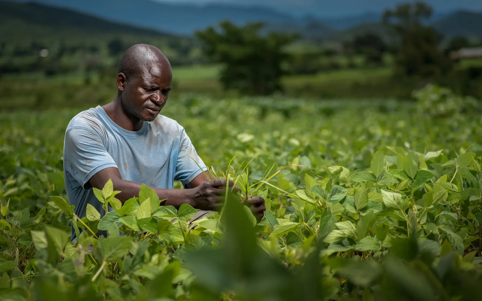 A farmer inspecting healthy crops in a green field.